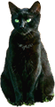 Cat minding, sitting northern beaches sydney