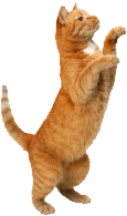 cat sitting northern beaches sydney
