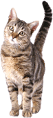 cat sitting northern beaches sydney