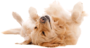 Dog walker manly, seaforth, balgowlah northern beaches