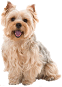 group dog walking northern beaches sydney