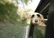 dogcar
