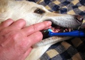 dogteeth