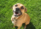 funnydog