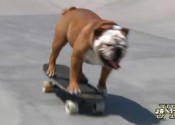 bulldog