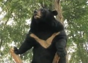 moonbear