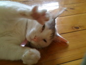 Asha