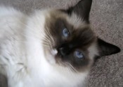 Sam