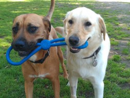 dogwalkingmain