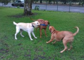 dog walking northern beaches sydney