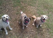 Group dog walking northern beaches