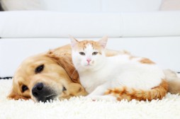 Cat and dog resting together.
