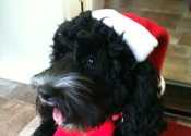 matilda xmas