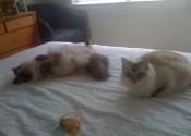 tammy & lulu