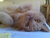 thomas