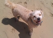 toffee