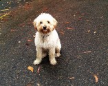 wally