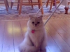 annie
