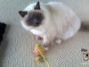 bluey
