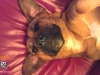 honeyupsidedown