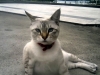 louiscat
