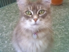 kimba