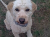 leopold