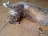 merlin