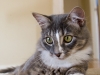 misha
