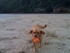 sandy