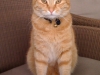 willy