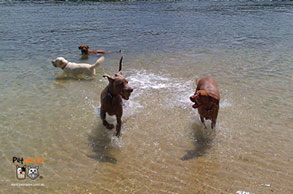 Maximum of four dogs each walk