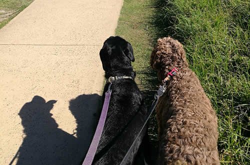 Leash walking northern beaches