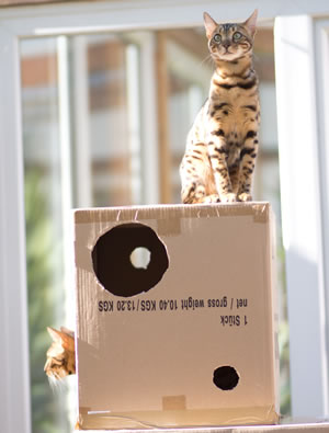 Cat on moving boxes