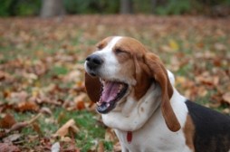 yawning-dog