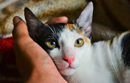 cat minding sitting northern beaches